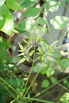 Green Millingtonia hortensis leaf