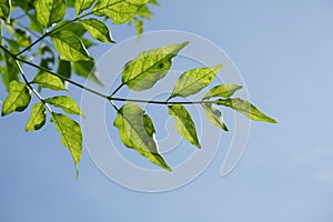 Green Millingtonia hortensis leaf in nature garden