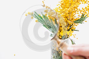 Green mimosa leaves under  magnifying glass