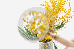 Green mimosa leaves under  magnifying glass