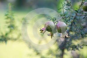 Green mini pomegranate fruit hanging on a tree branch in the garden. Space for text