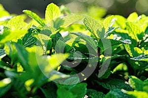 Green mint crops
