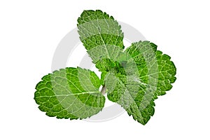 Green mint isolated on white background. Close up, copy space, top view