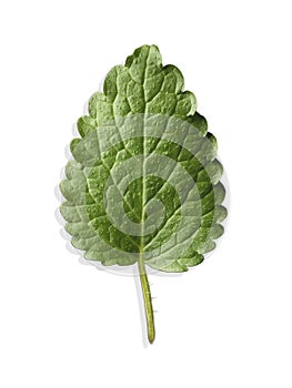 Green mint leaf isolated on white background.