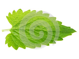 Green mint leave on white background