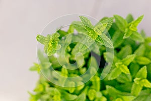 Green Mint leaves background. Spearmint growing in a plant pot in a herb home garden. Tea ingredient. Ecology organic