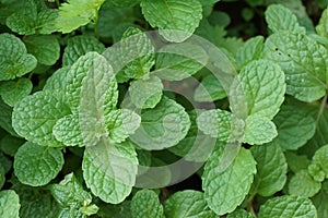 green mint leaves garden