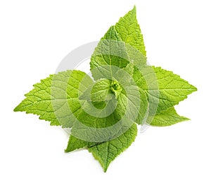 Green mint leaves isolated