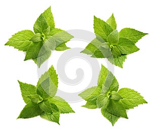 Green mint leaves isolated