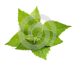 Green mint leaves isolated