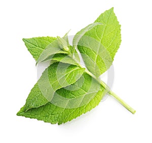 Green mint leaves isolated