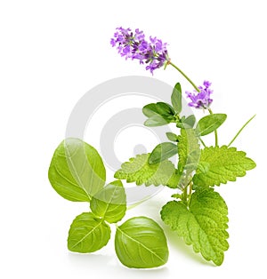 Green mint leaves isolated