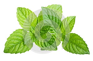 Green mint leaves isolated