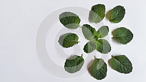 Green mint leaves over white background