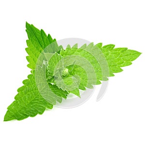 Green mint leaves on white background