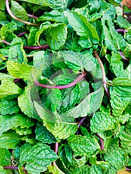 Green mint peppermint leaves leaf aromatic flavoring vegetable spice food ingredient pudina menta herb menthe poivree photo photo