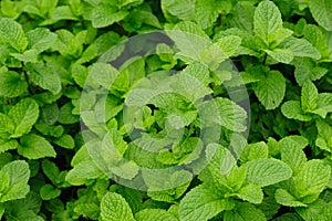 Green mint plant