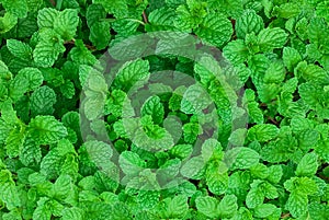 Green mint plant in growth at vegetable garden,mint background