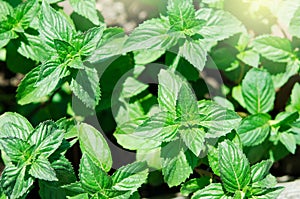Green mint plant in growth at vegetable garden.
