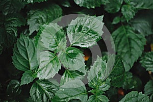 Green mints leafs plant in the garden