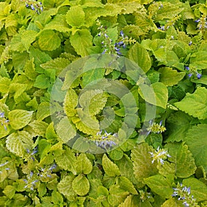 Green minty background with small flowers