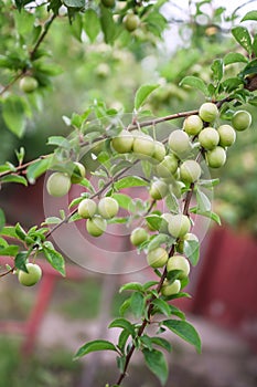 Green mirabelle plums on the tree. photo