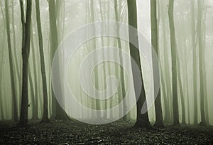 Green mist in an enchanted mysterious forest