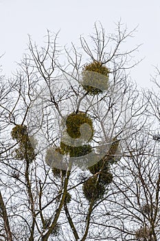 Green Mistletoes on a tree. Viscum album is a hemiparasite native to Europe and parts of Asia