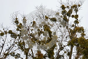 Green Mistletoes on a tree. Viscum album is a hemiparasite native to Europe and parts of Asia