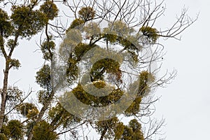 Green Mistletoes on a tree. Viscum album is a hemiparasite native to Europe and parts of Asia