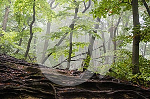 Zelený mlhavý les, oranžové spadané listí na mnoha viditelných kořenech stromů