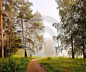 Green misty forest after rain