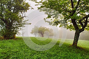 Zelená hmlistá lúka so sviežimi stromami. Slovenská Ľupča, Slovensko.