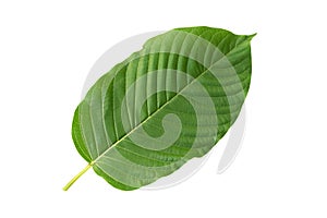 Green Mitragyna speciosa Korth Leaf  Kratom isolated on white background, Health Care and Midical Concept