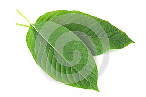 Green Mitragyna speciosa Korth Leaves Kratom isolated on white background, Health Care and Midical Concept