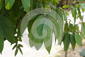 Green Mitrephora winitii leaves on nature. The tree with fragrant flowers is the only outstanding native plant in Thailand.