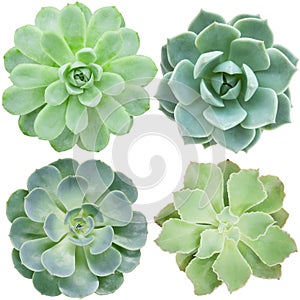 Green mix types flowering succulent plants