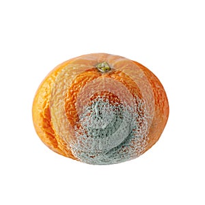 Green mold on citrus fruit. Moldy unhealthy tangerine or mandarin fruit isolated on white