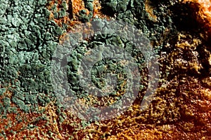 Green mold on an orange background