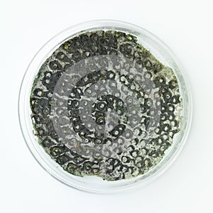 Green mold in a petri dish