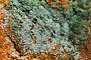 Green mold on the surface of an orange macro
