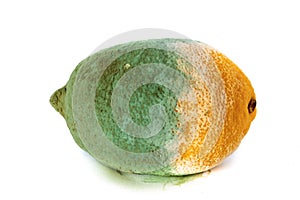 Green moldy lemon citrus fruit isolated. Damaged food.
