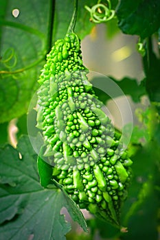 Green momordica grows on a branch in vivo