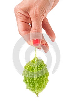 Green momordica or karela in hand isolated on white background