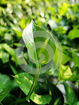 Green money plant Epipremnum Pinnatum