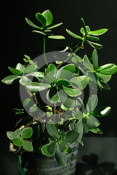 Green money tree in a pot on a black background