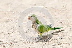 Green Monk Parakeet Myiopsitta monachus parrot