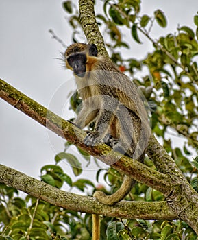 Green Monkey, Barbados