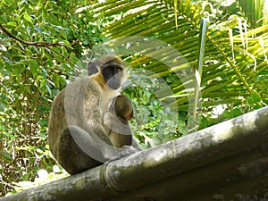 Green Monkey at the Barbados Wildlife Reserve