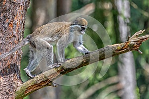 Green Monkey - Chlorocebus aethiops, beautiful popular monkey from West Africa